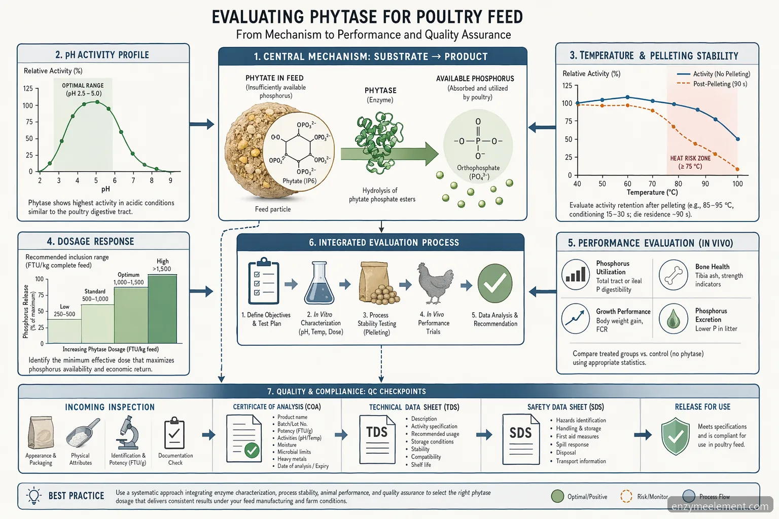 best phytase enzyme for poultry feed pH and pelleting stability diagram showing activity curves, dosage, and QC checkpoints