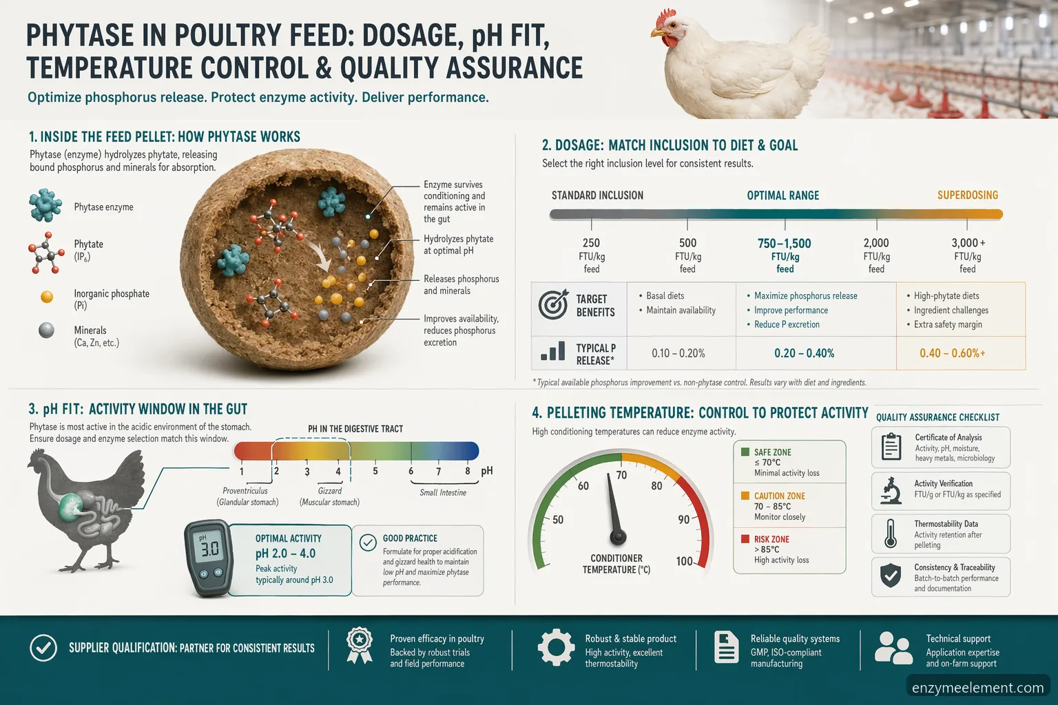 phytase in poultry feed guide infographic showing dosage bands, gut pH fit, pelleting heat loss, and QC checks